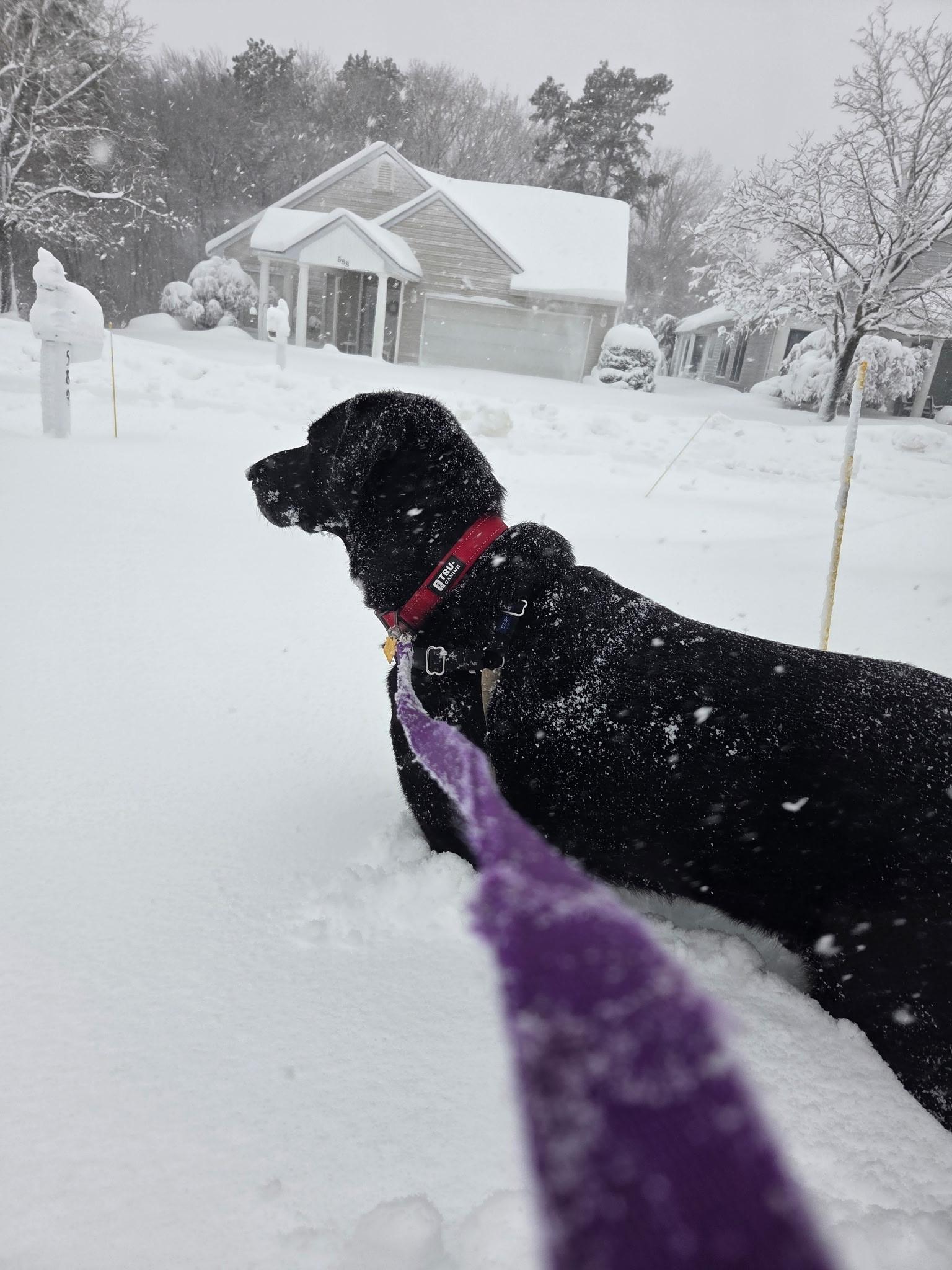 Enlarge Onyx, a ADOPTABLE Black Labrador Retriever in Cresco, PA image 3/6