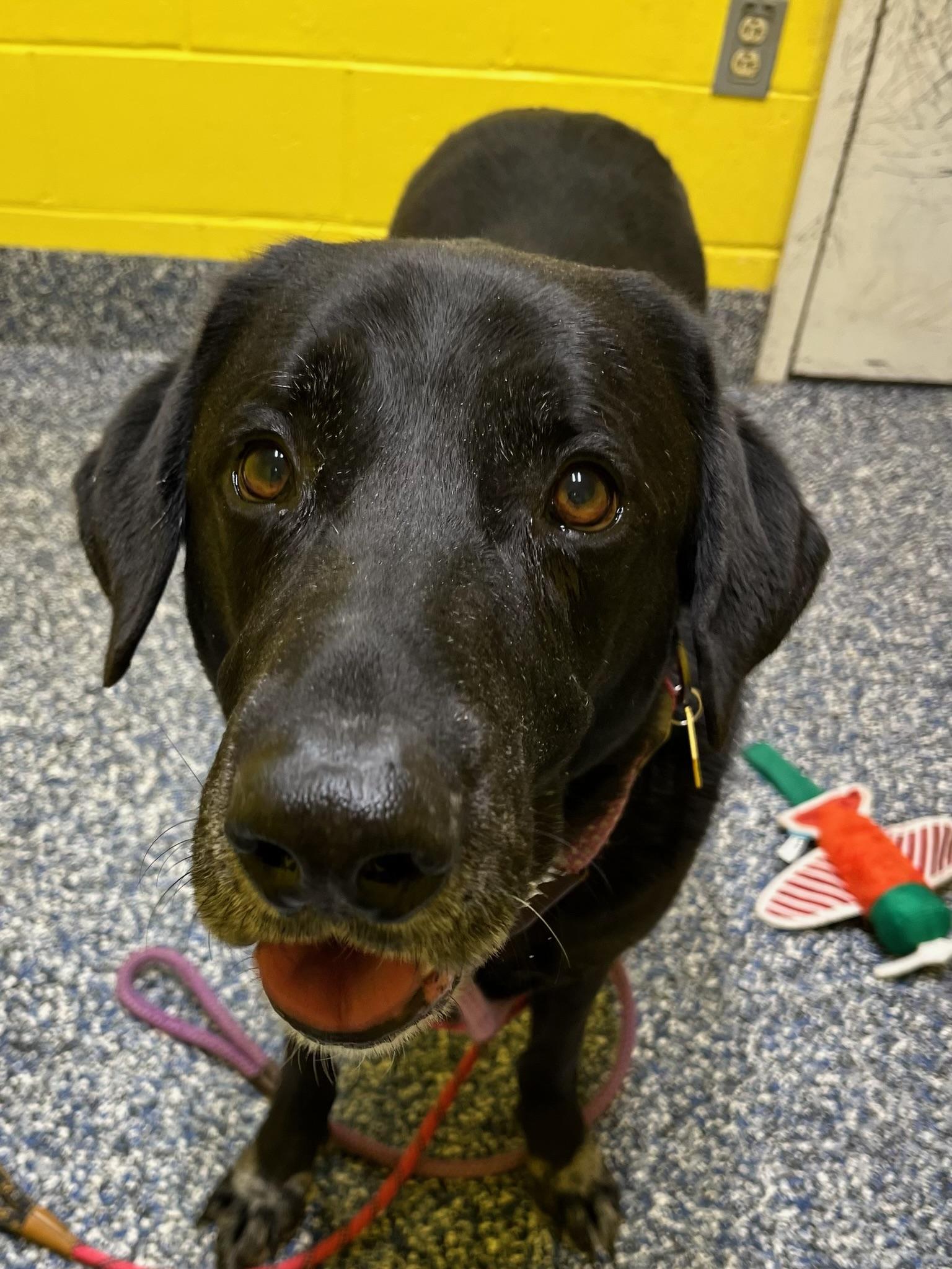Enlarge Onyx, a ADOPTABLE Black Labrador Retriever in Cresco, PA image 4/6