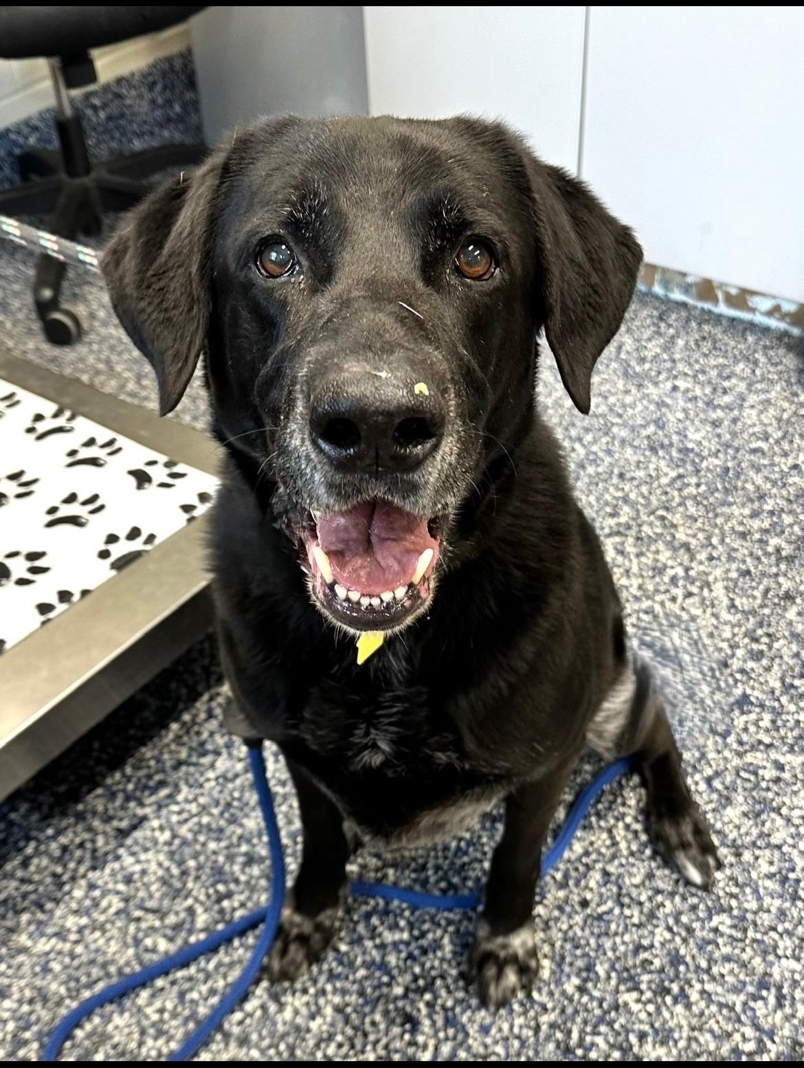 Enlarge Onyx, a ADOPTABLE Black Labrador Retriever in Cresco, PA image 6/6