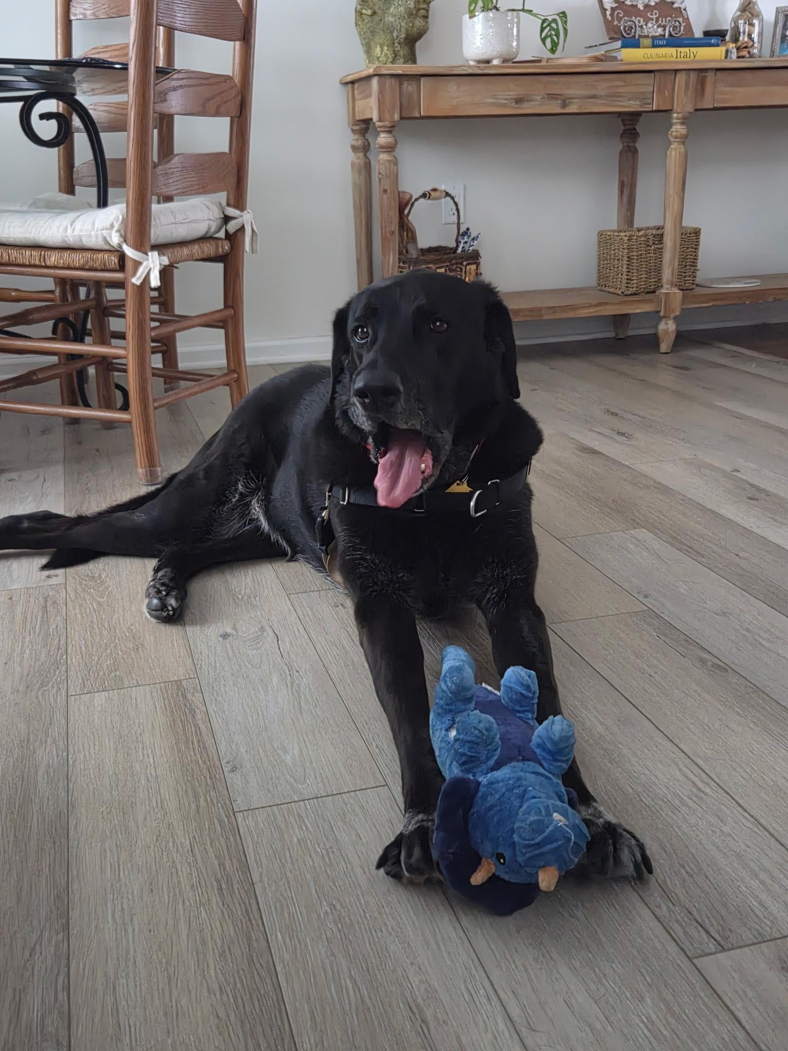 Onyx, ADOPTABLE, Adult Male Black Labrador Retriever.