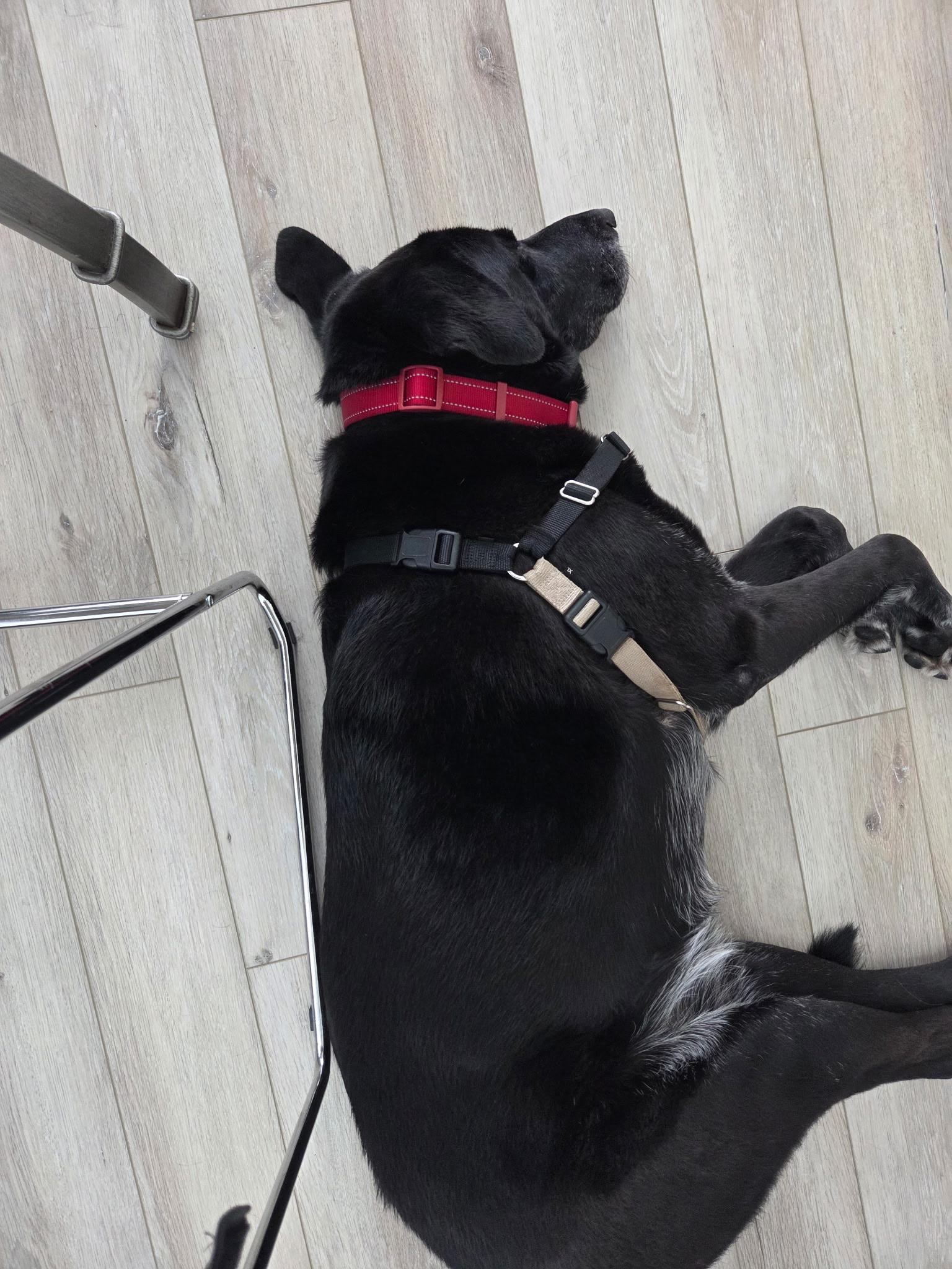 Enlarge Onyx, a ADOPTABLE Black Labrador Retriever in Cresco, PA image 5/6