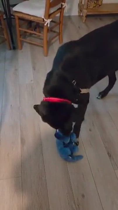 Enlarge Onyx, a ADOPTABLE Black Labrador Retriever in Cresco, PA video 2/6