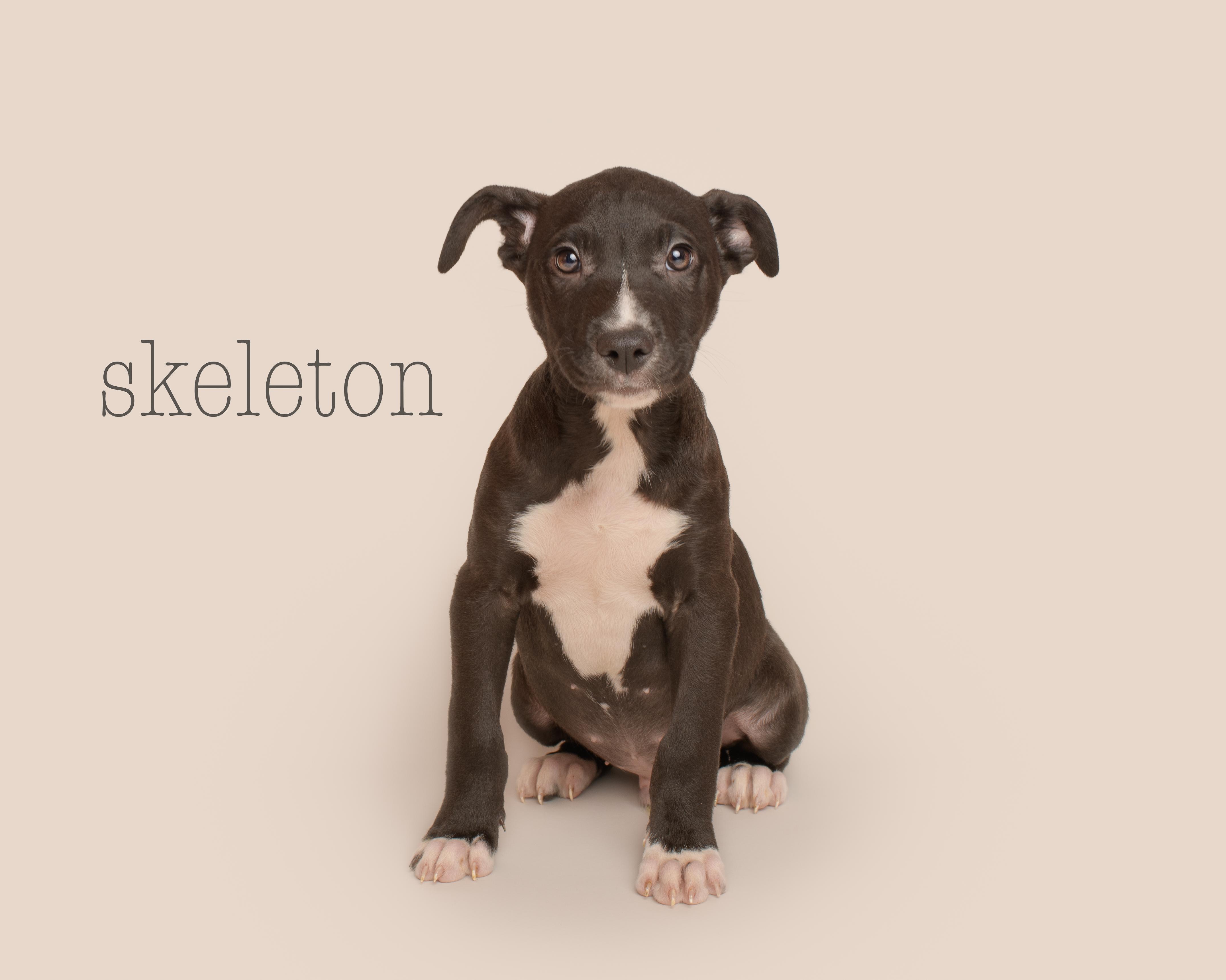 Skeleton, Baby Male Labrador Retriever