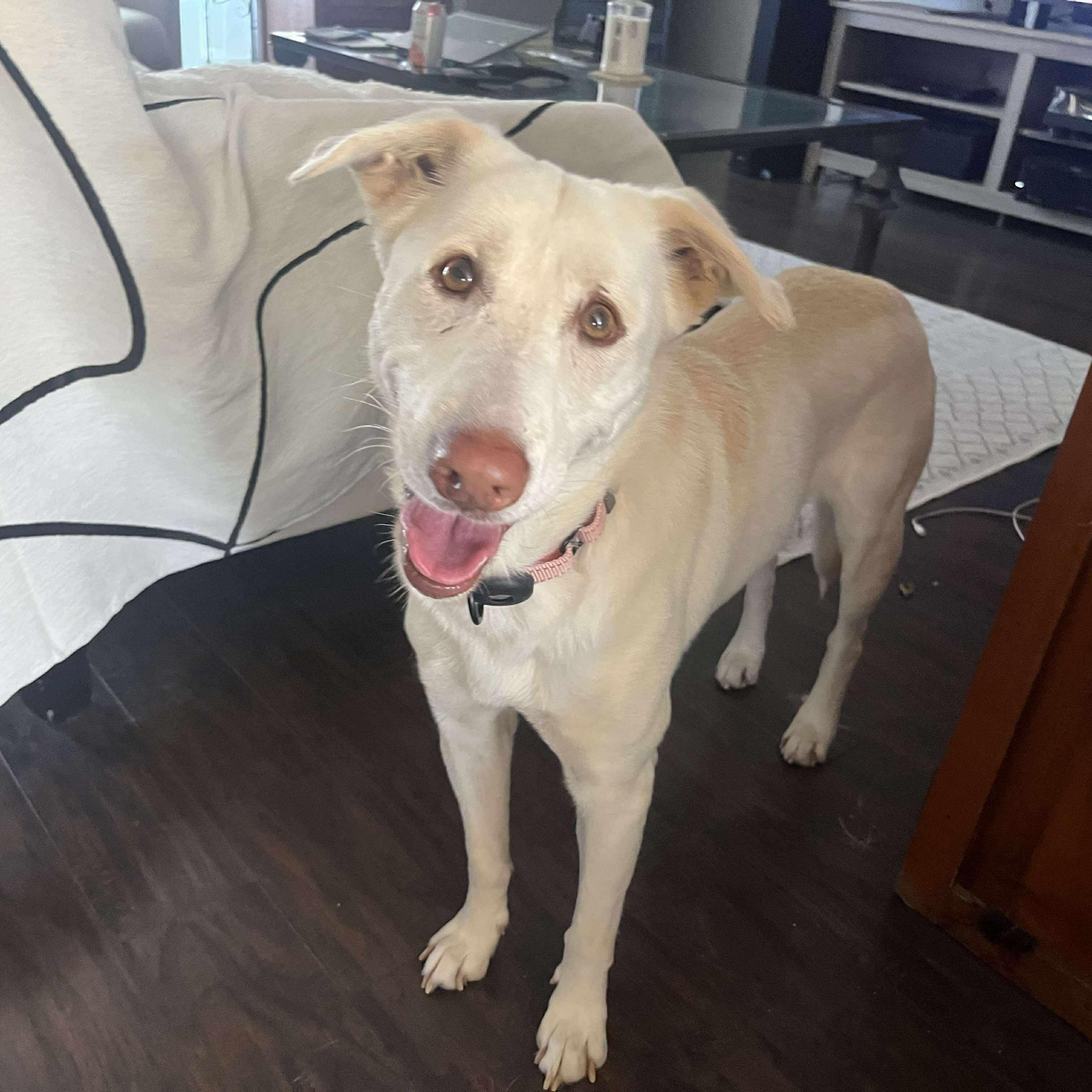 Enlarge Mafalda, a Adoptable mixed breed in Humble, TX image 2/6