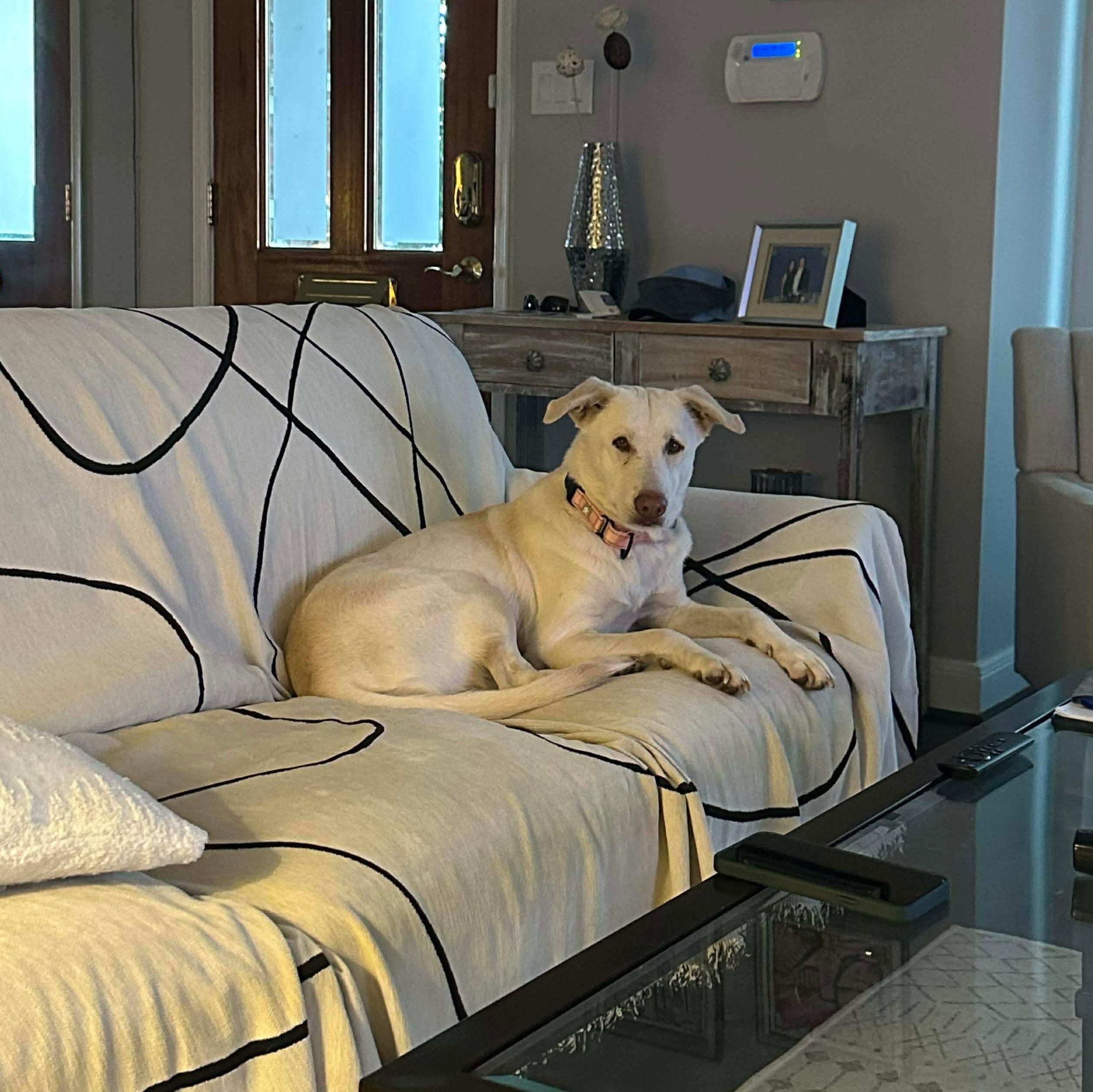 Enlarge Mafalda, a Adoptable mixed breed in Humble, TX image 6/6