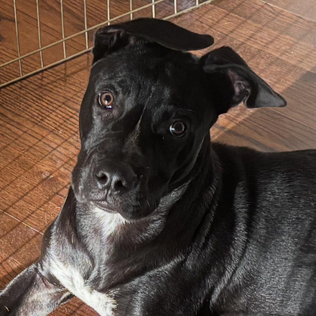 Enlarge Junior, a Adoptable Pit Bull Terrier in Dallas, TX image 1/4