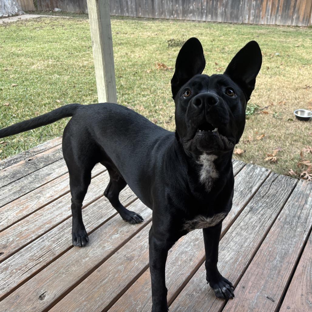 Enlarge Junior, a Adoptable Pit Bull Terrier in Dallas, TX image 2/4