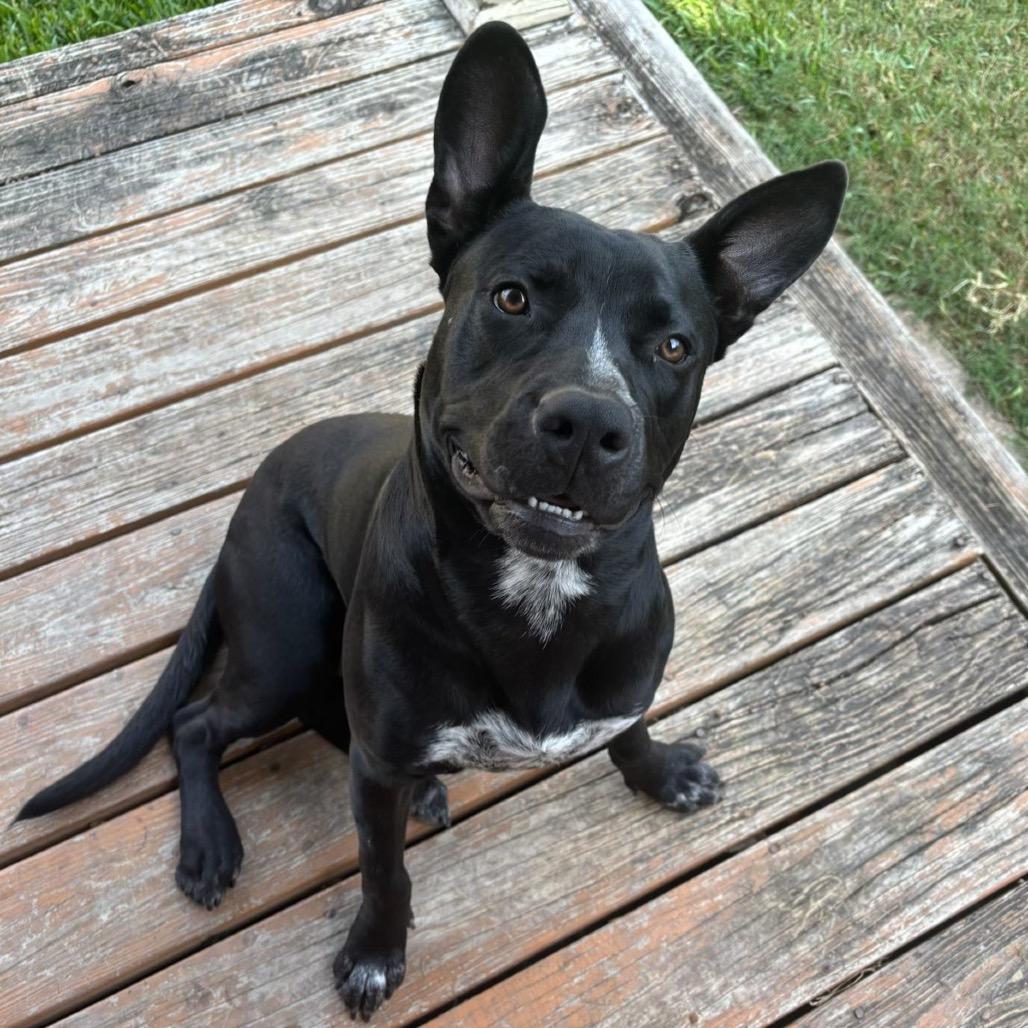 Enlarge Junior, a Adoptable Pit Bull Terrier in Dallas, TX image 4/4