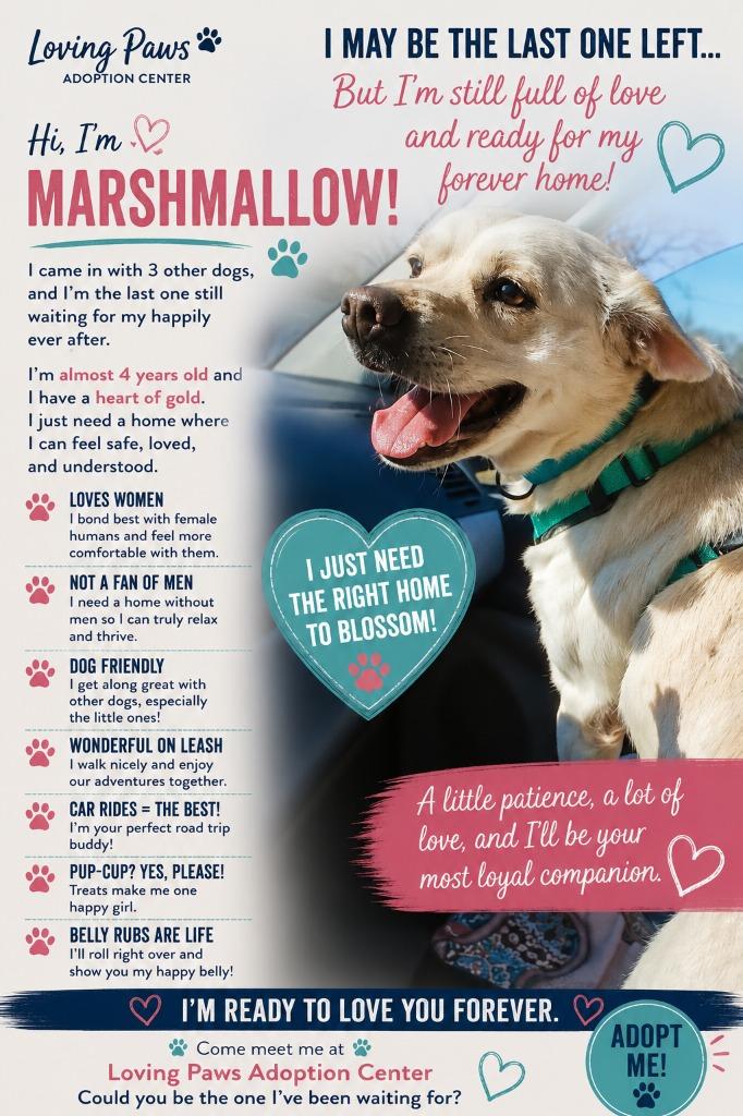 Marshmallow, a Adoptable Mixed Breed in Crocker, MO image 1/6