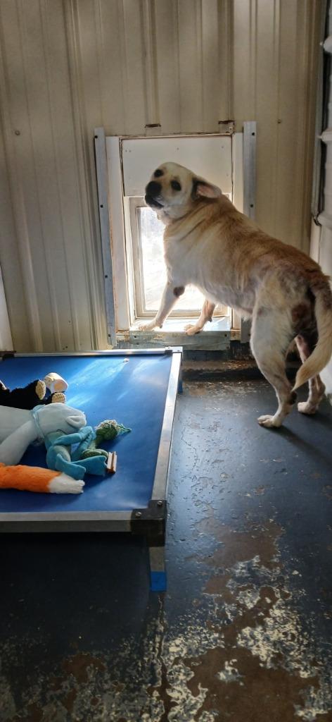 Marshmallow, Adoptable, Adult Female Mixed Breed.