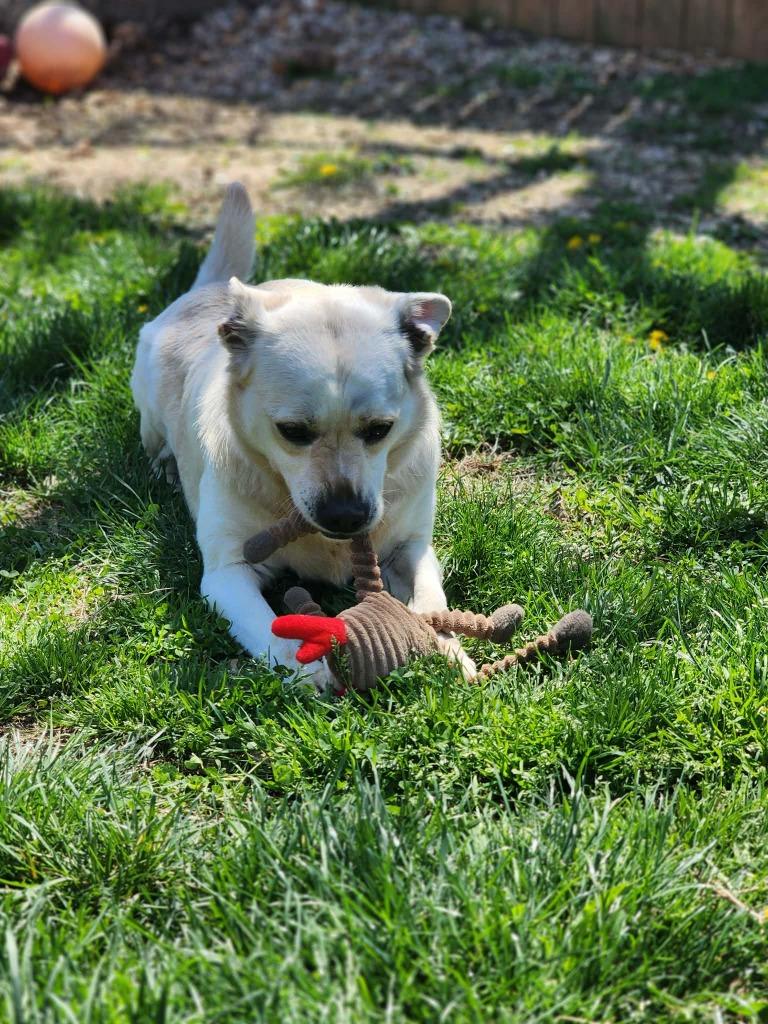 Enlarge Marshmallow, a Adoptable Mixed Breed in Crocker, MO image 2/5