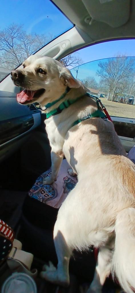 Enlarge Marshmallow, a Adoptable Mixed Breed in Crocker, MO image 2/3