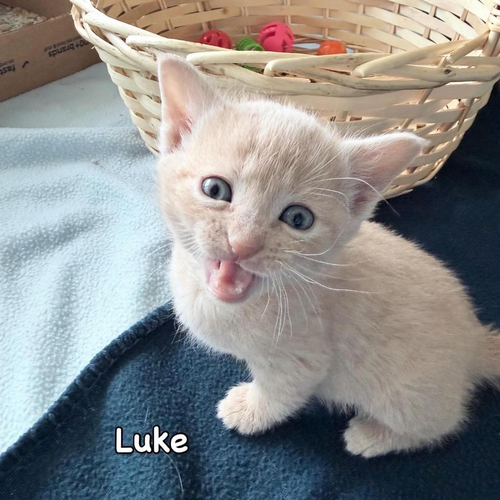 Enlarge Luke, a Adoptable mixed breed in Mineral, VA image 1/1