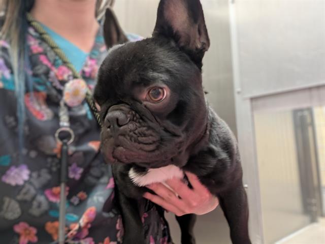 Enlarge PHIL, a Adoptable French Bulldog in Denver, CO image 1/1