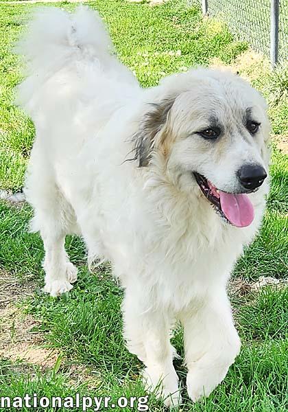 Enlarge Oakley in KY - A Joyful, Prancing Pup, an adopted Great Pyrenees in Lexington, KY image 3/3