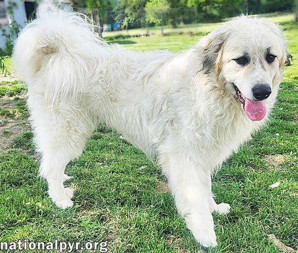 Enlarge Oakley in KY - A Joyful, Prancing Pup, an adopted Great Pyrenees in Lexington, KY image 2/3