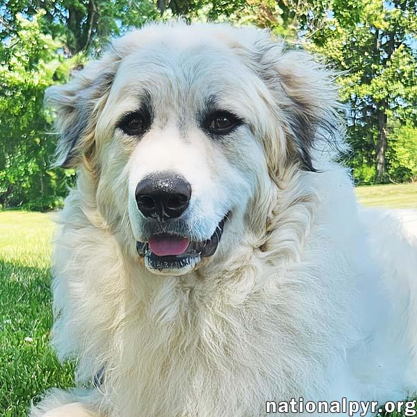 Oakley in KY - A Joyful, Prancing Pup, adopted, Young Male Great Pyrenees.