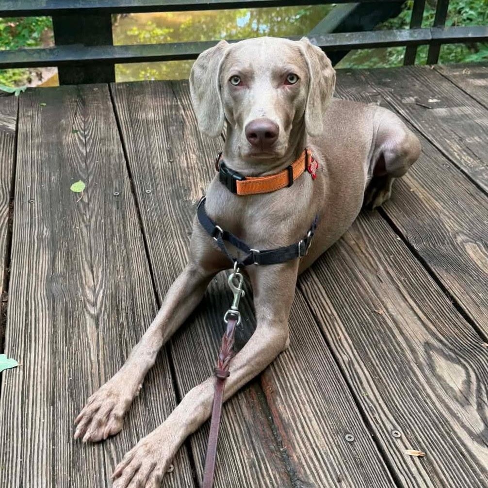 Lola, a ADOPTABLE Weimaraner in Atlanta, GA image 3/3