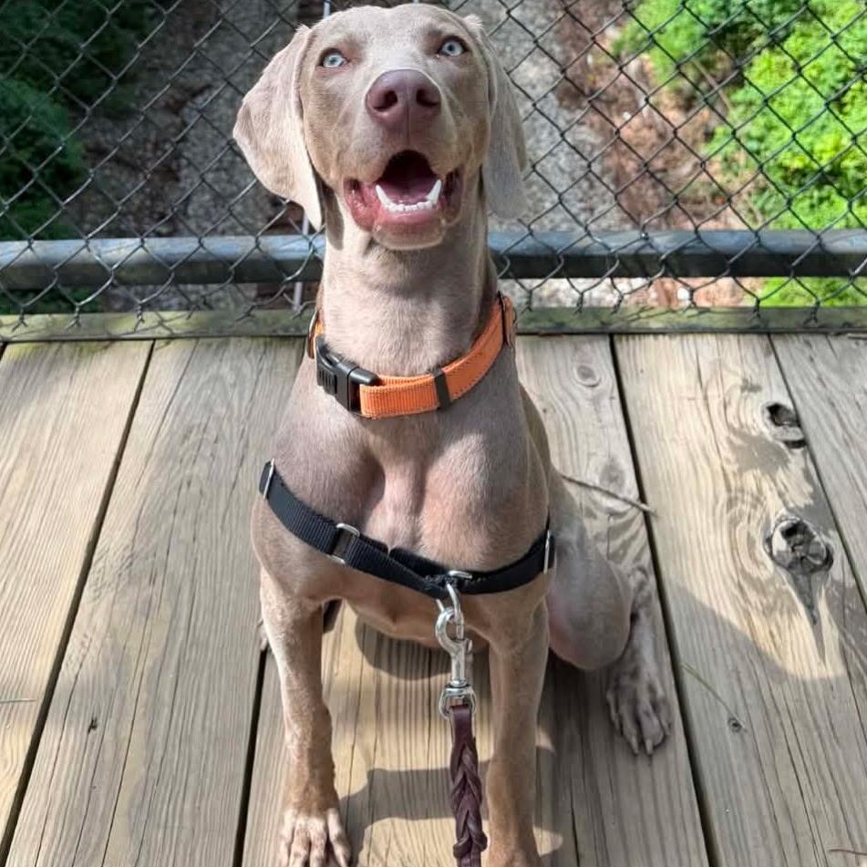 Lola, a ADOPTABLE Weimaraner in Atlanta, GA image 1/3