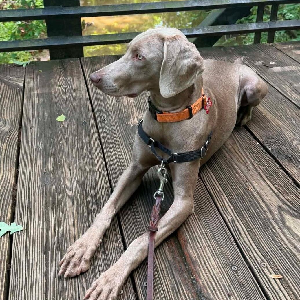 Lola, a ADOPTABLE Weimaraner in Atlanta, GA image 2/3