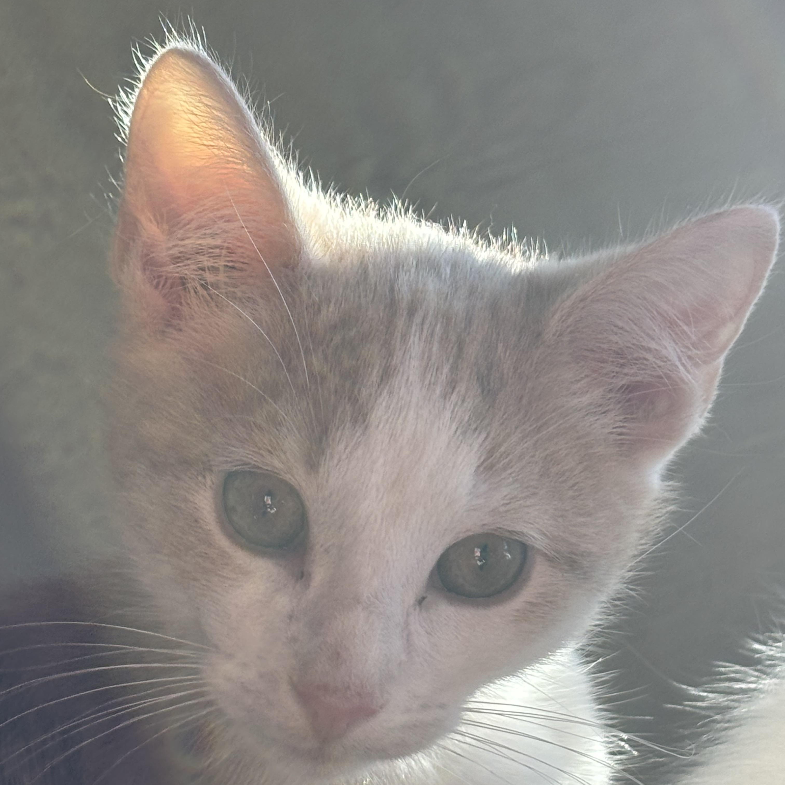 Nutmeg & Coriander-A Perfectly Spiced Pair, a Adoptable Domestic Short Hair in Laurel, MD image 3/6