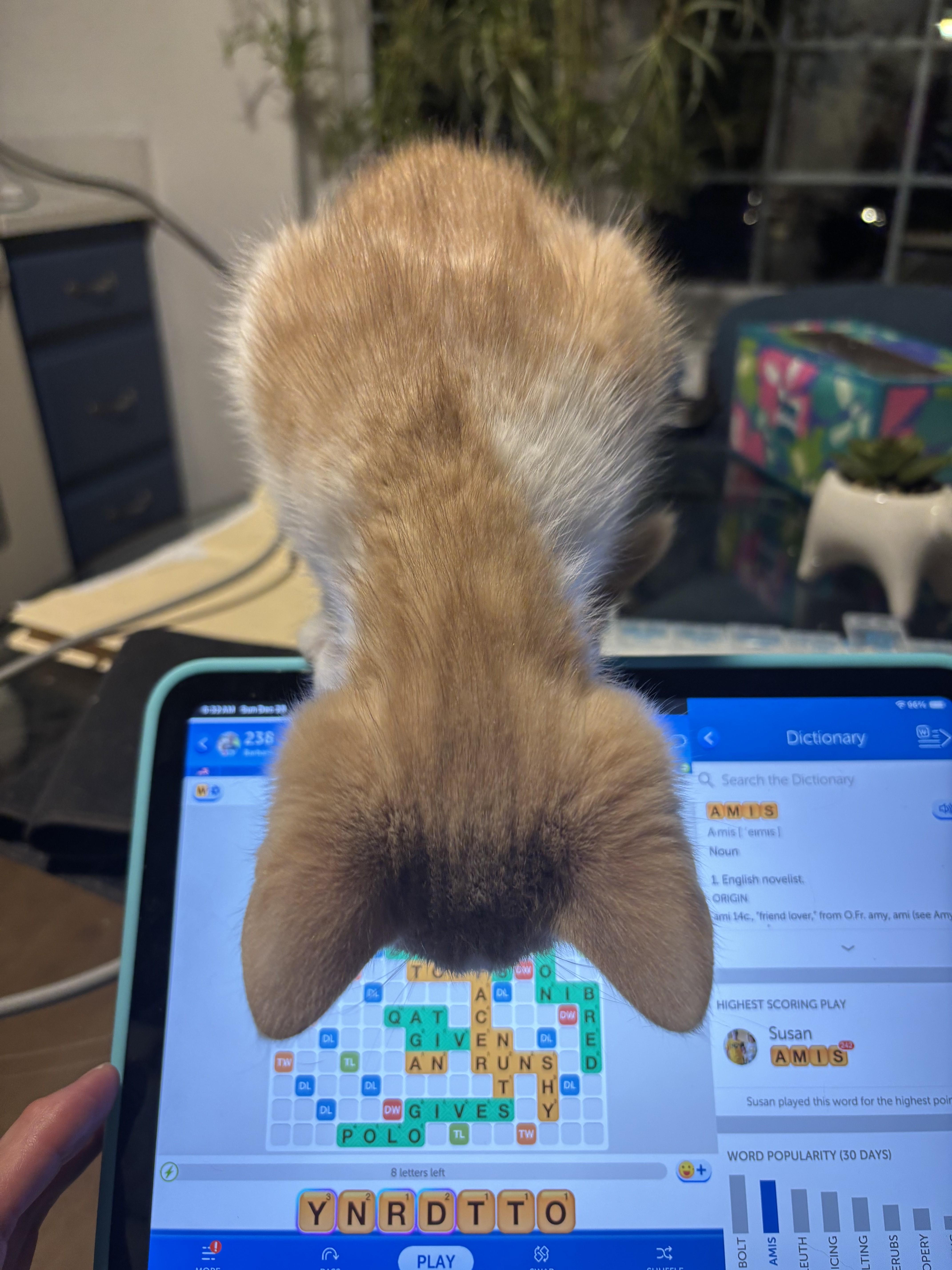 Enlarge Nutmeg-Looking for his Valentine, an adopted Domestic Short Hair in Laurel, MD image 2/5