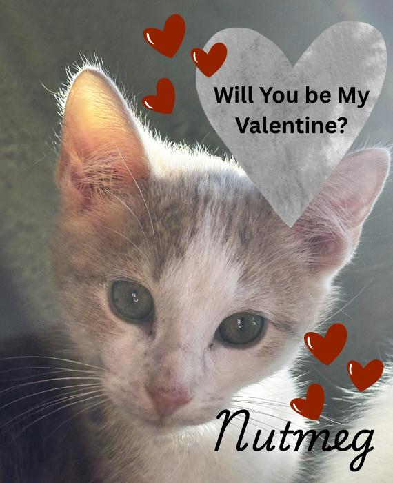 Enlarge Nutmeg-Looking for his Valentine, an adopted Domestic Short Hair in Laurel, MD image 1/5