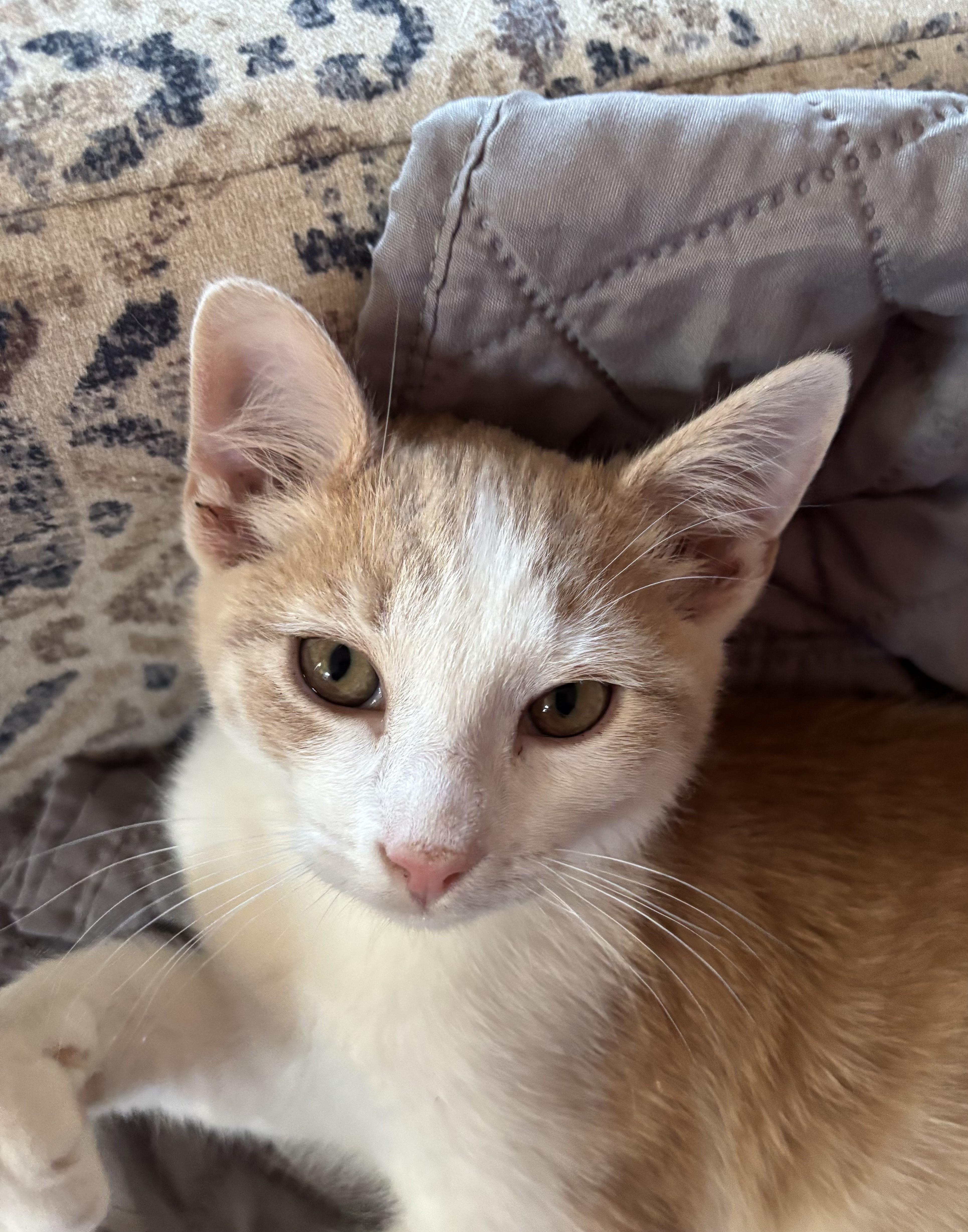 Enlarge Nutmeg-Looking for his Valentine, an adopted Domestic Short Hair in Laurel, MD image 5/5