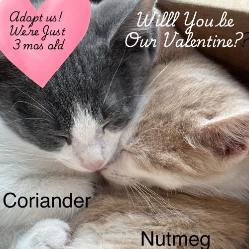 Enlarge Nutmeg-Looking for his Valentine, an adopted Domestic Short Hair in Laurel, MD image 4/5