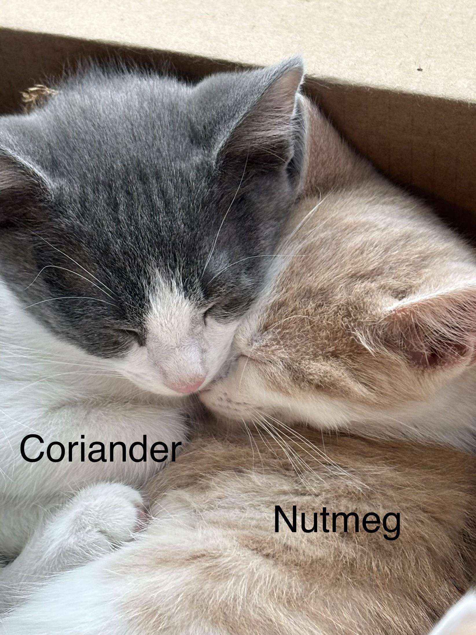 Nutmeg & Coriander-A Perfectly Spiced Pair, a Adoptable Domestic Short Hair in Laurel, MD image 1/6