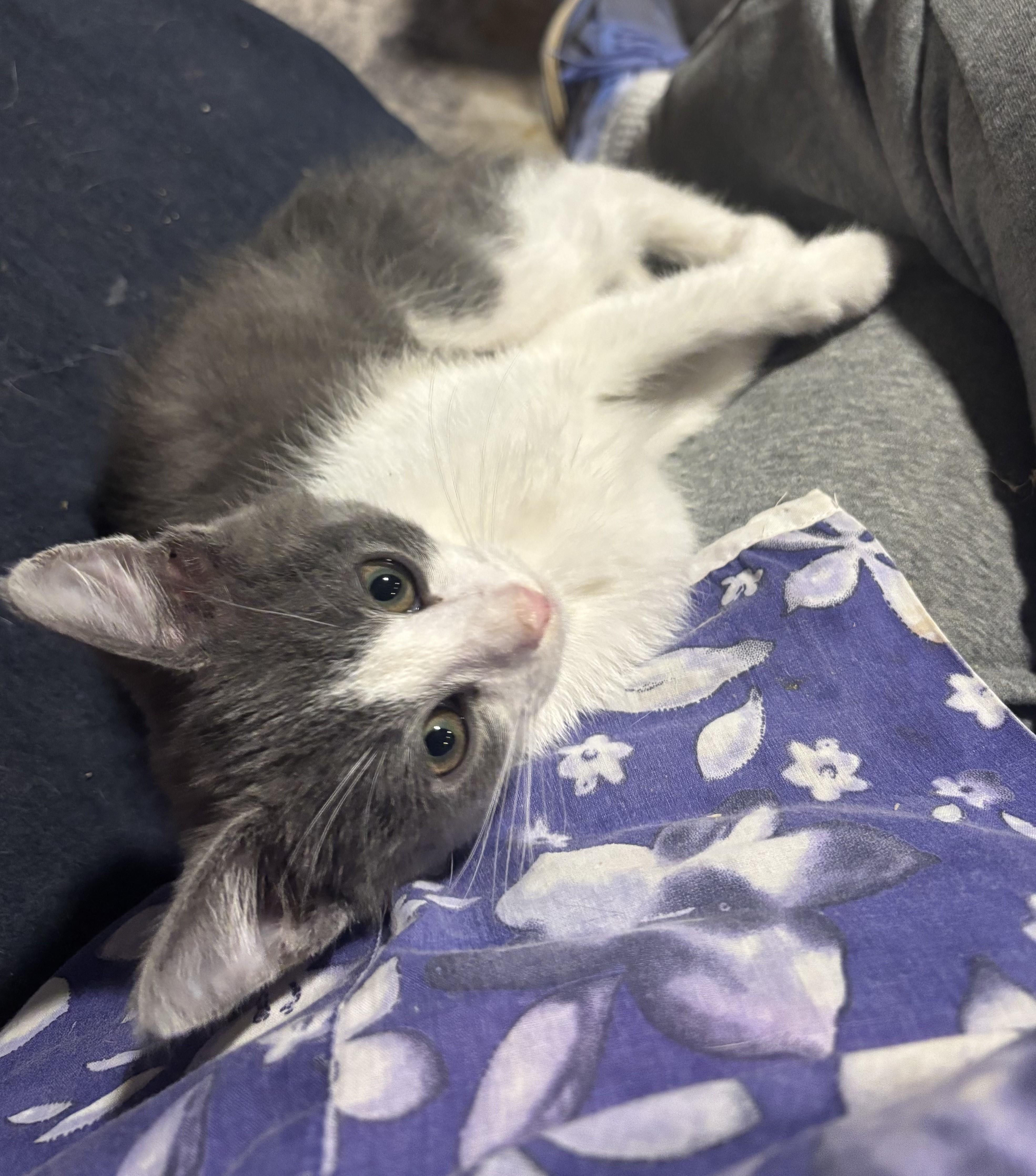 Nutmeg & Coriander-A Perfectly Spiced Pair, a Adoptable Domestic Short Hair in Laurel, MD image 4/6