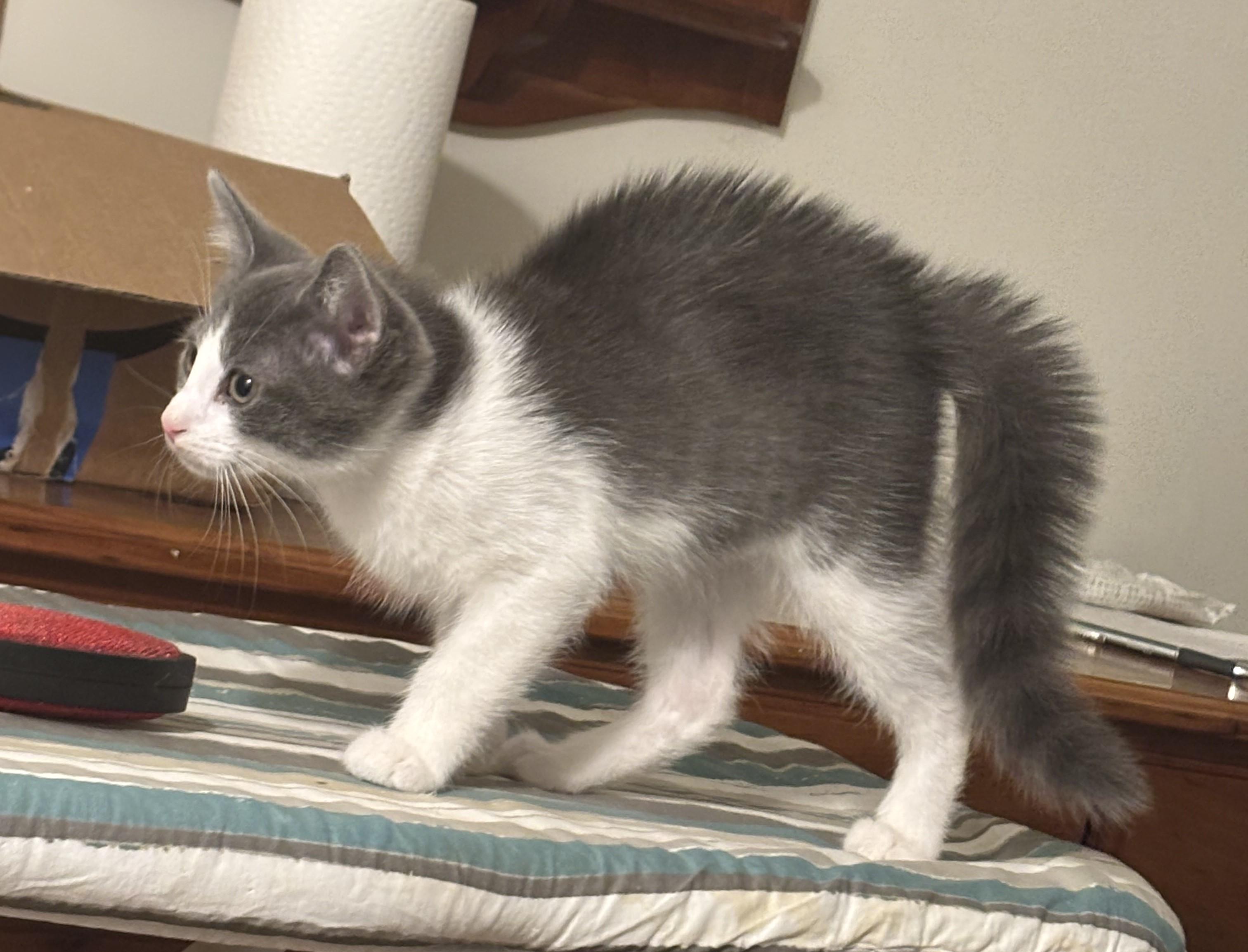 Nutmeg & Coriander-A Perfectly Spiced Pair, a Adoptable Domestic Short Hair in Laurel, MD image 2/6