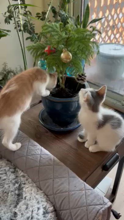 Enlarge Nutmeg & Coriander-A Perfectly Spiced Pair, a Adoptable Domestic Short Hair in Laurel, MD video 6/6