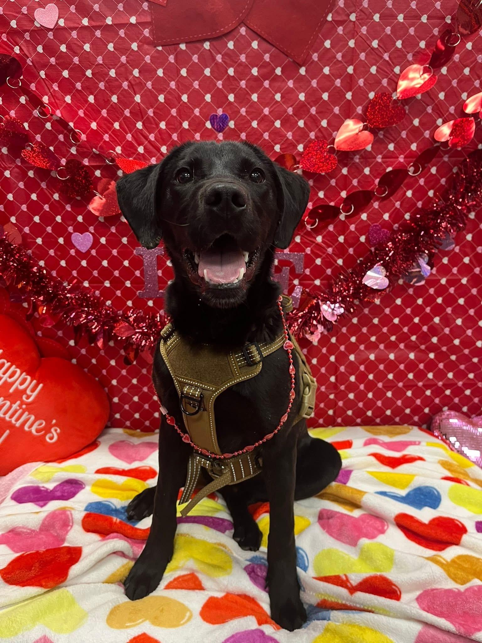 Enlarge Sonic , a ADOPTABLE Black Labrador Retriever in Monroe, OH image 2/2