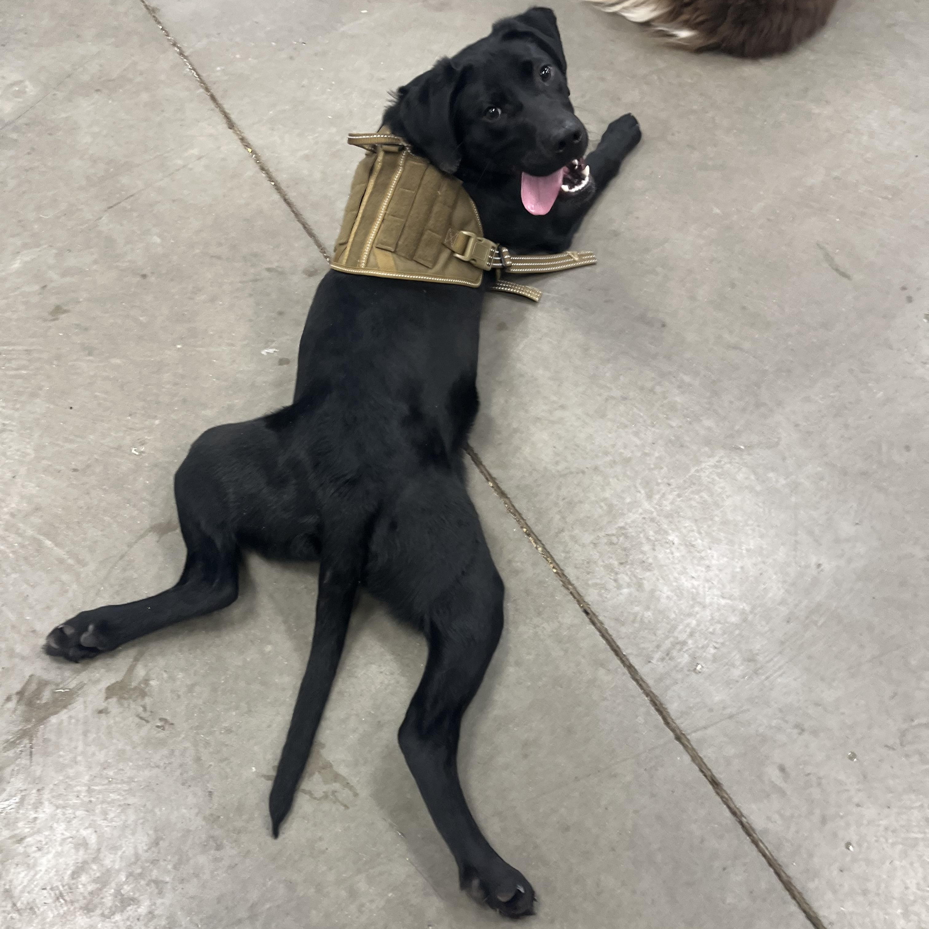 Enlarge Sonic , an adoptable mixed breed in Monroe, OH image 3/3