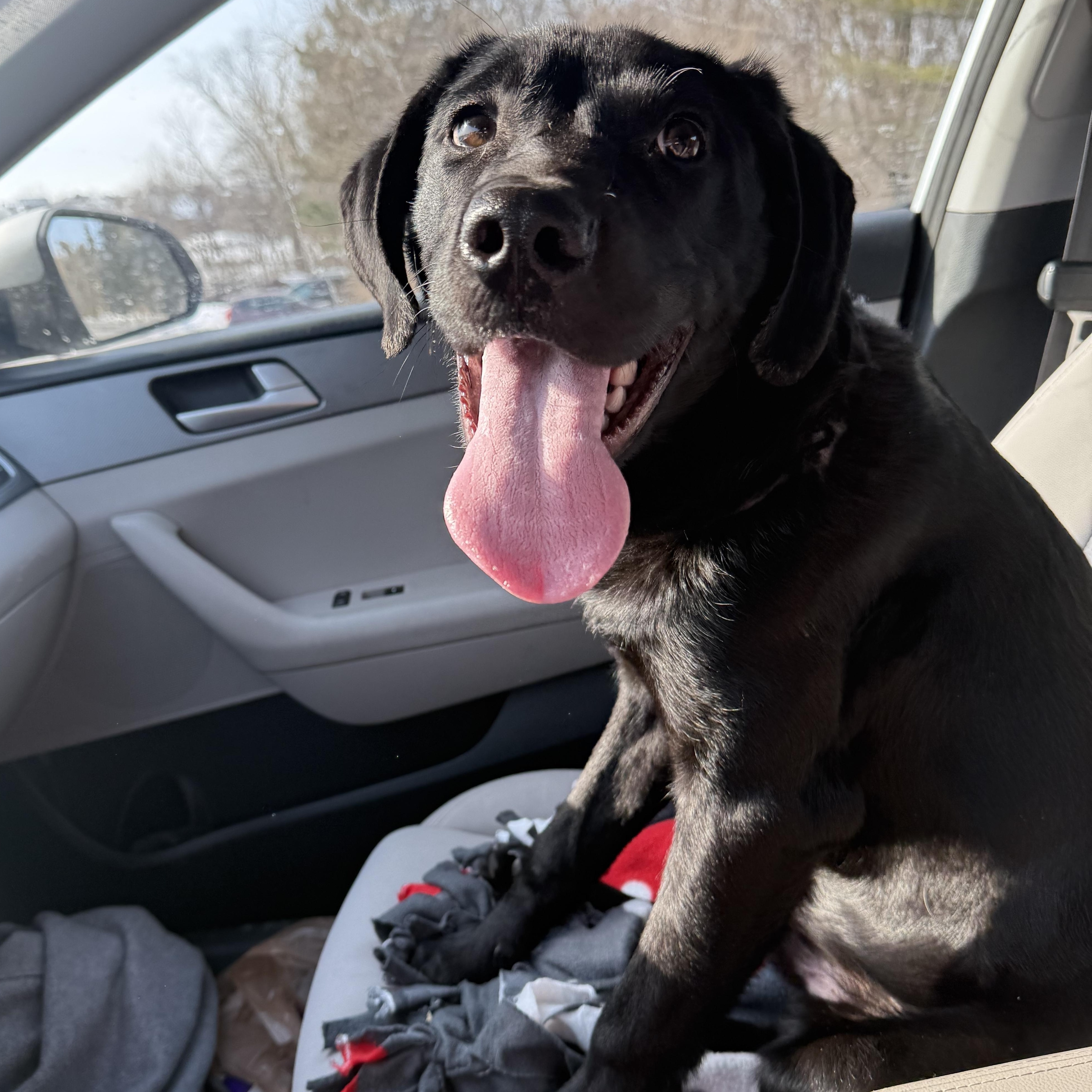 Sonic , ADOPTABLE, Puppy Male Black Labrador Retriever.