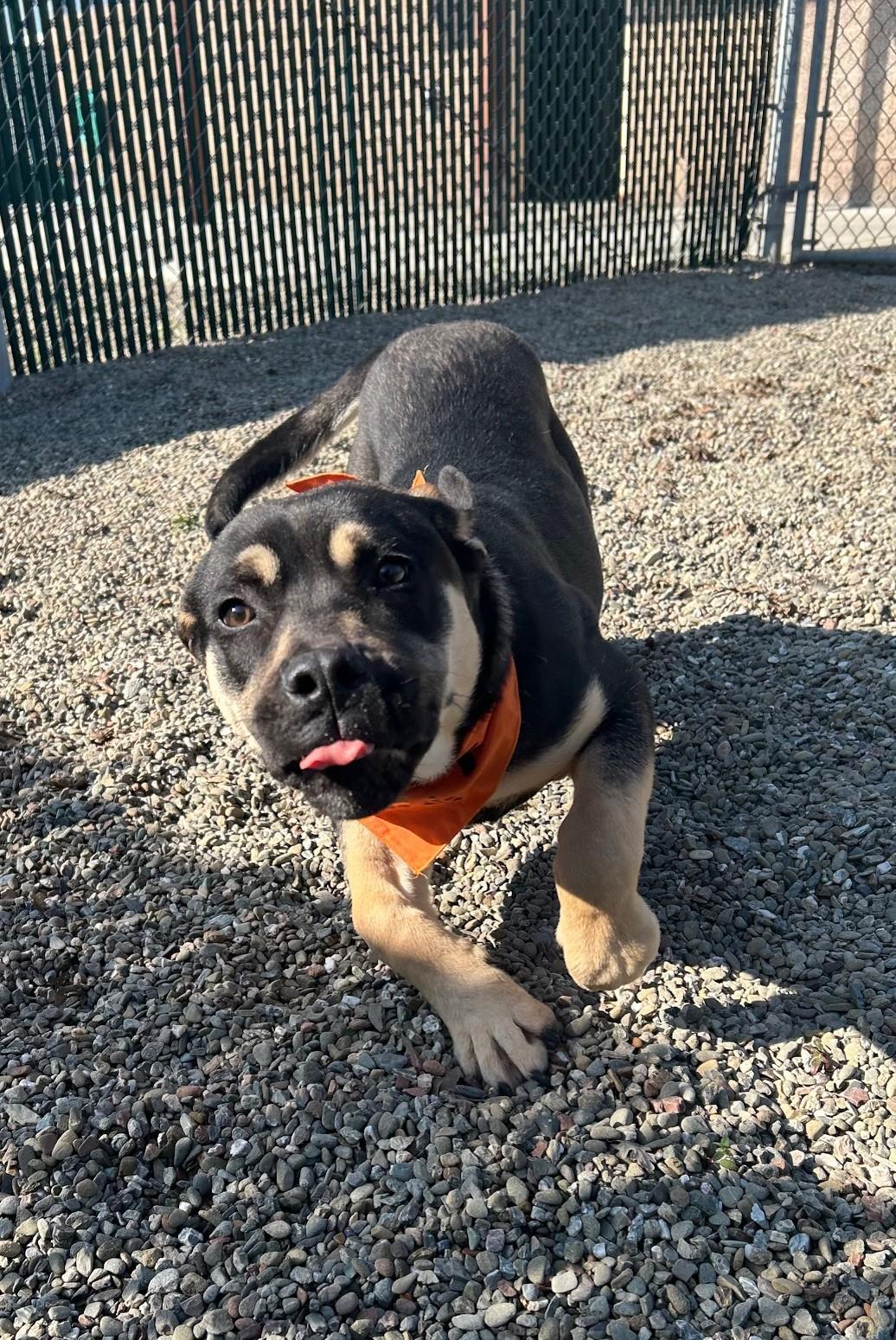 Enlarge Sammy, a ADOPTABLE mixed breed in Ripon, CA image 3/3