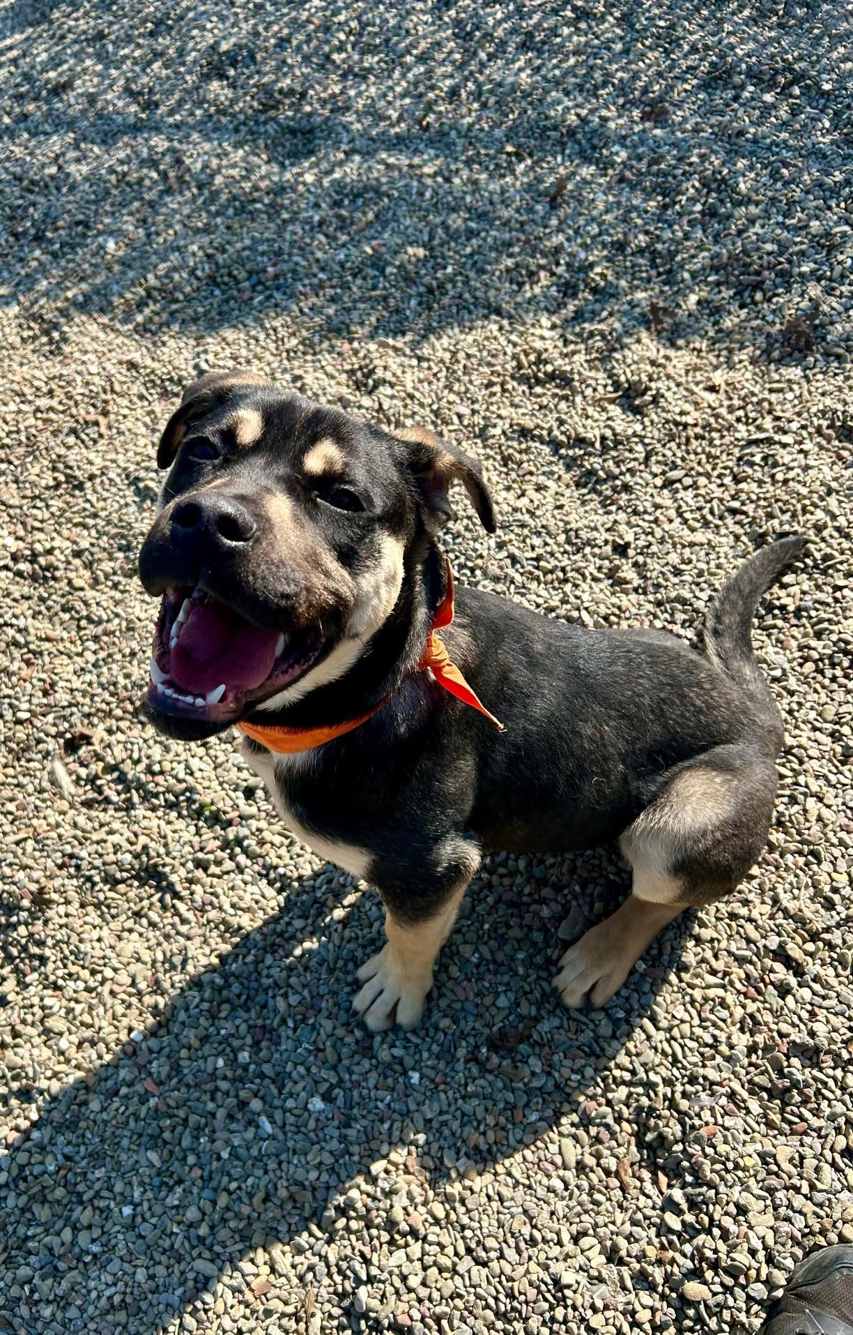 Enlarge Sammy, a ADOPTABLE mixed breed in Ripon, CA image 1/3