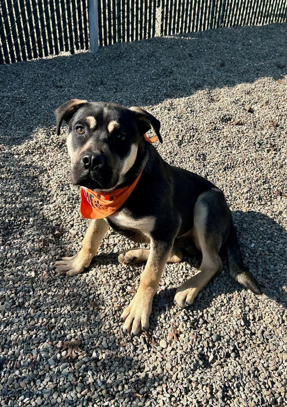 Enlarge Sammy, a ADOPTABLE mixed breed in Ripon, CA image 2/3