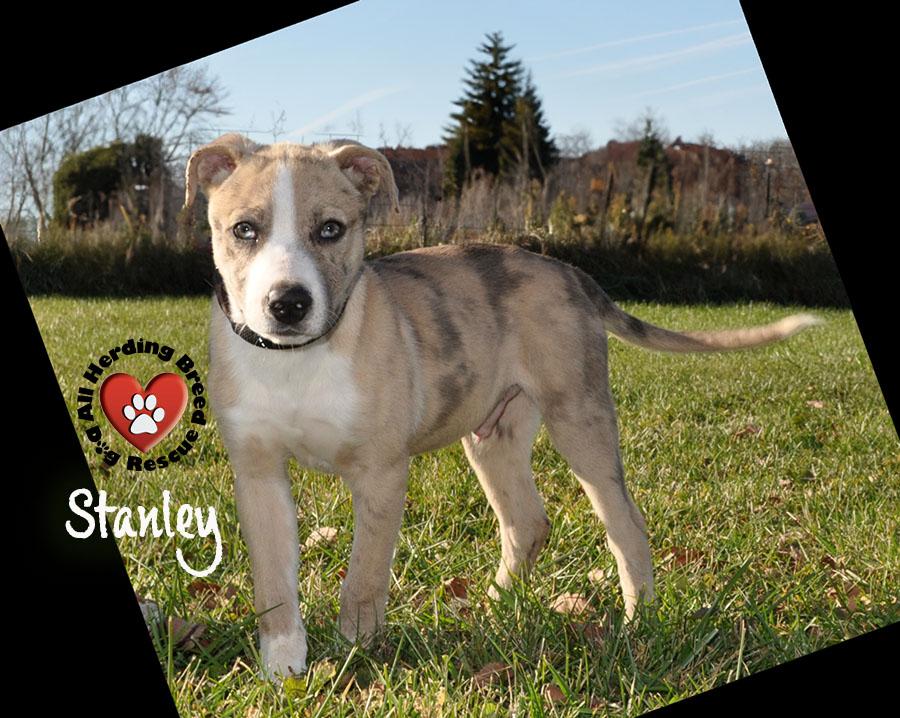 Stanley, a Adoptable mixed breed in Joliet, IL image 1/4