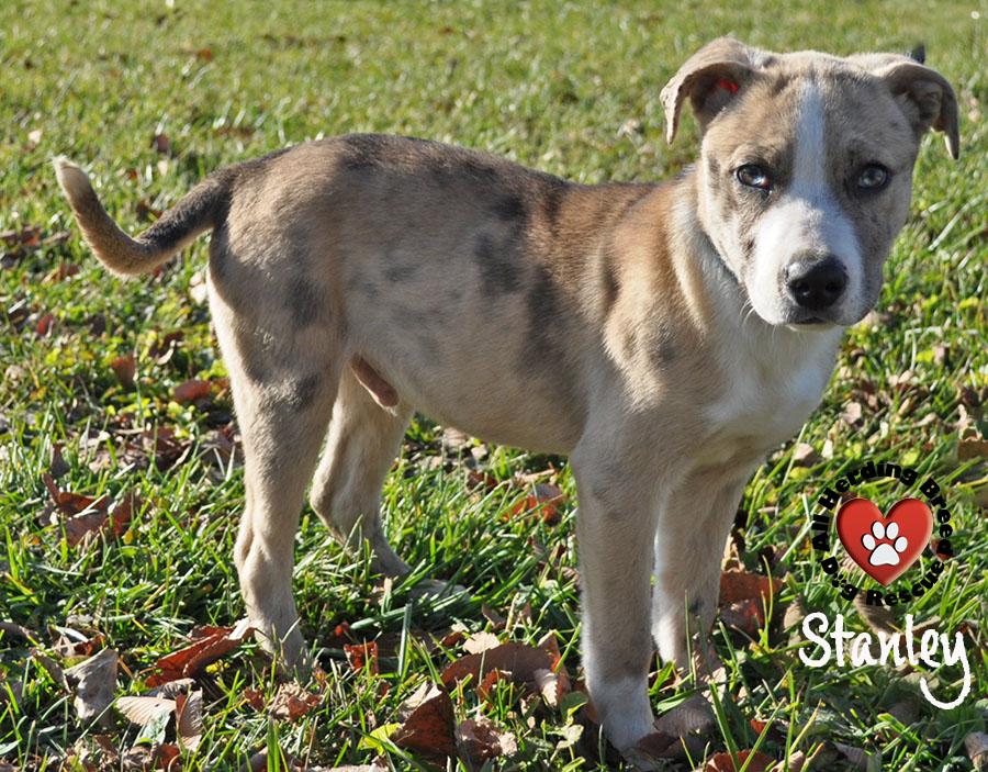 Stanley, a Adoptable mixed breed in Joliet, IL image 2/4