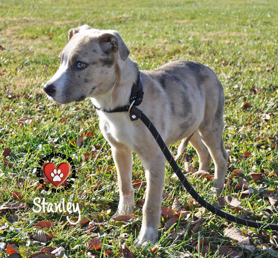 Stanley, a Adoptable mixed breed in Joliet, IL image 3/4