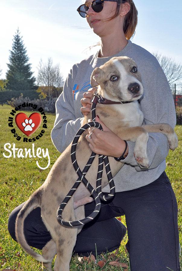 Stanley, a Adoptable mixed breed in Joliet, IL image 4/4