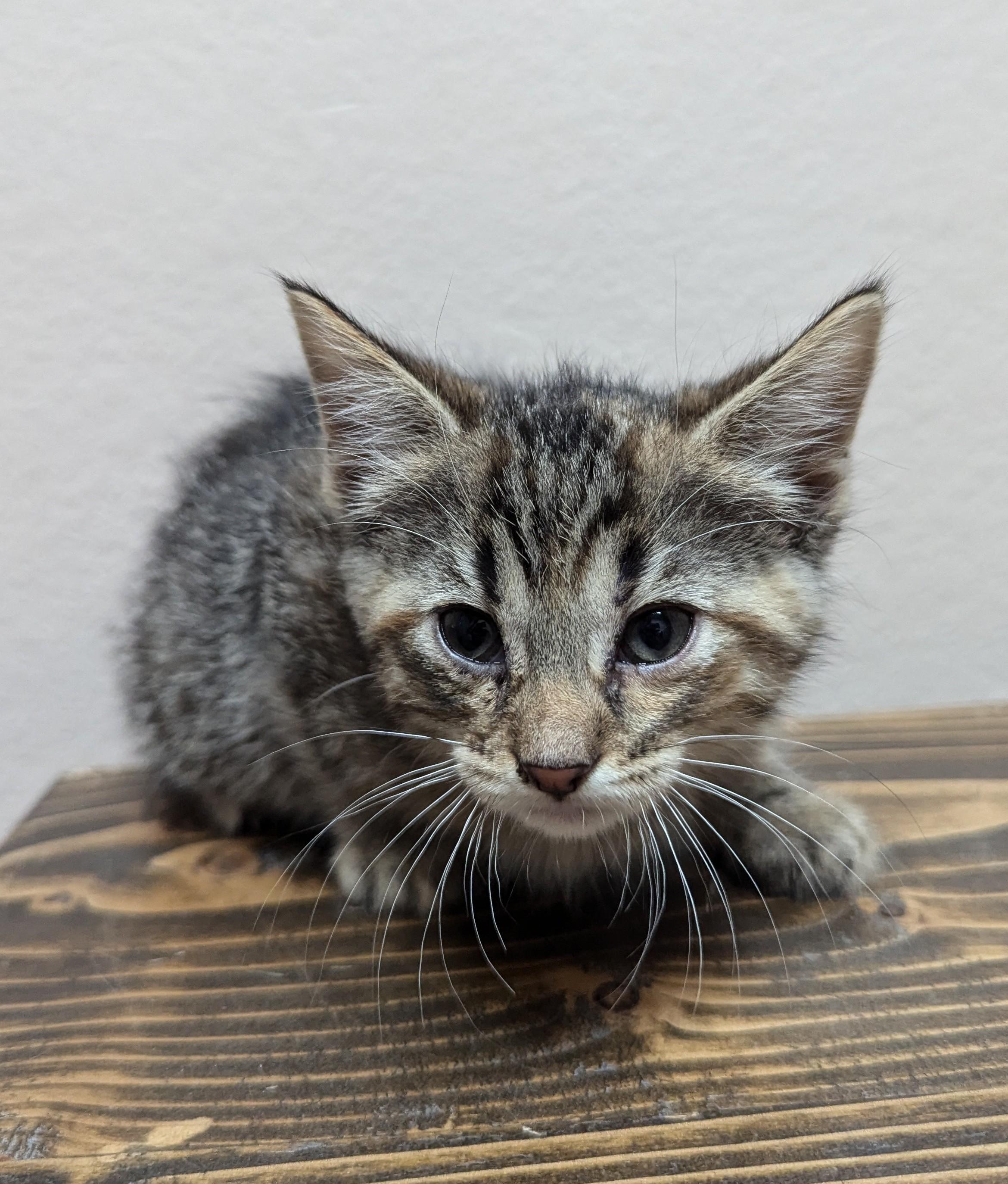 Hardwood, an adoptable Domestic Short Hair in Oconto, WI, 54153 | Photo Image 1
