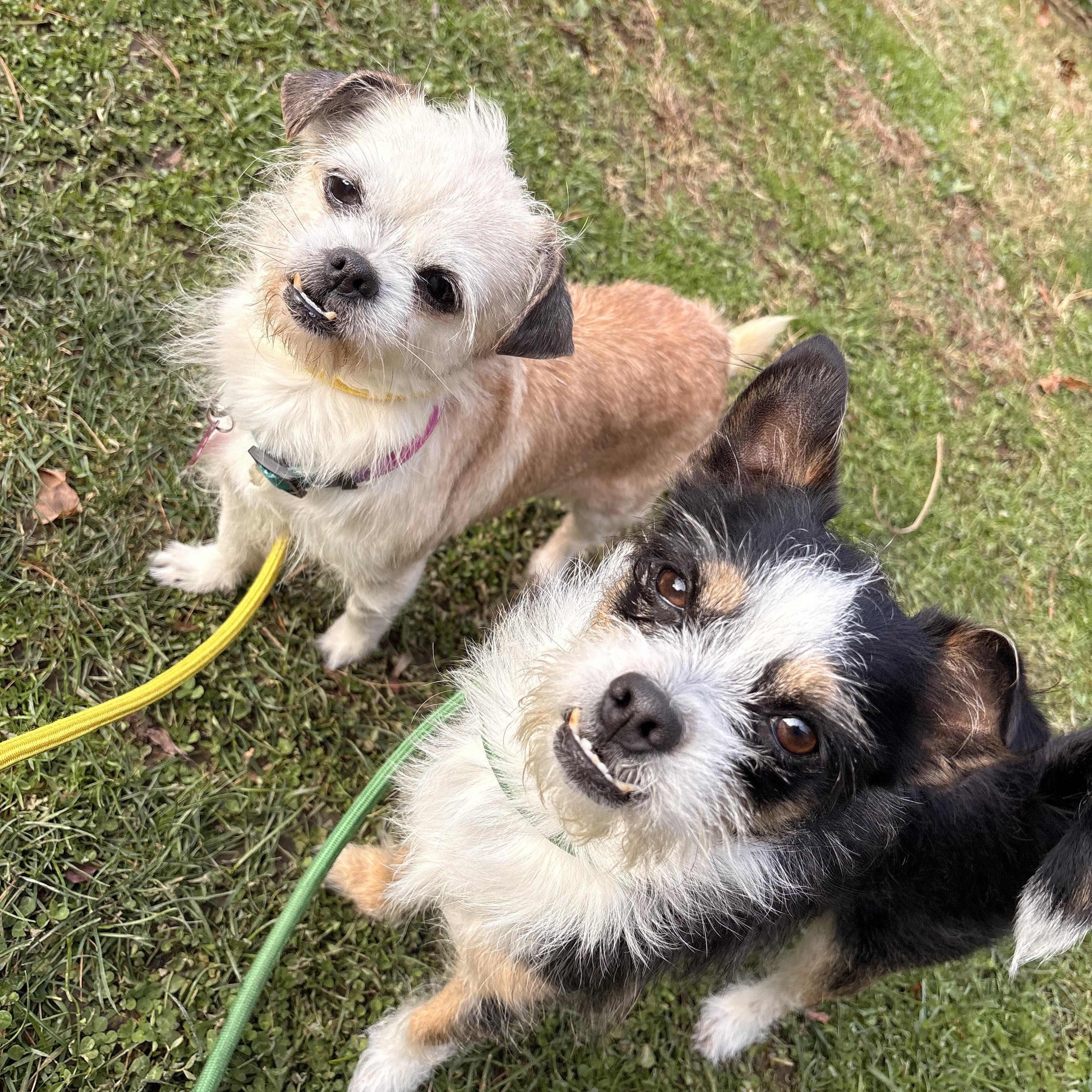 Pistachio, ADOPTABLE, Senior Female Shih Tzu & Yorkshire Terrier.