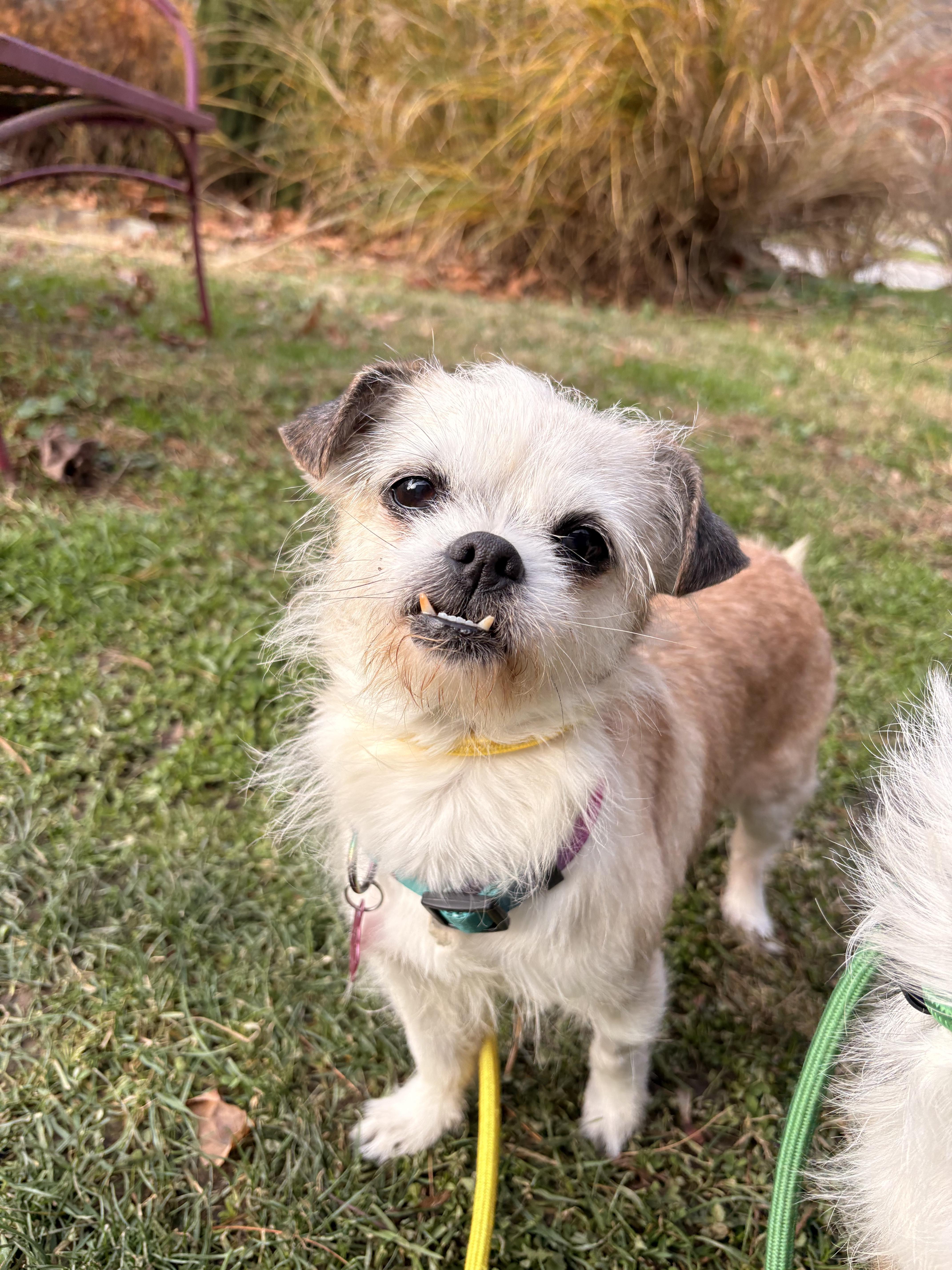 Pistachio, a ADOPTABLE mixed breed in White Oak, PA image 2/6