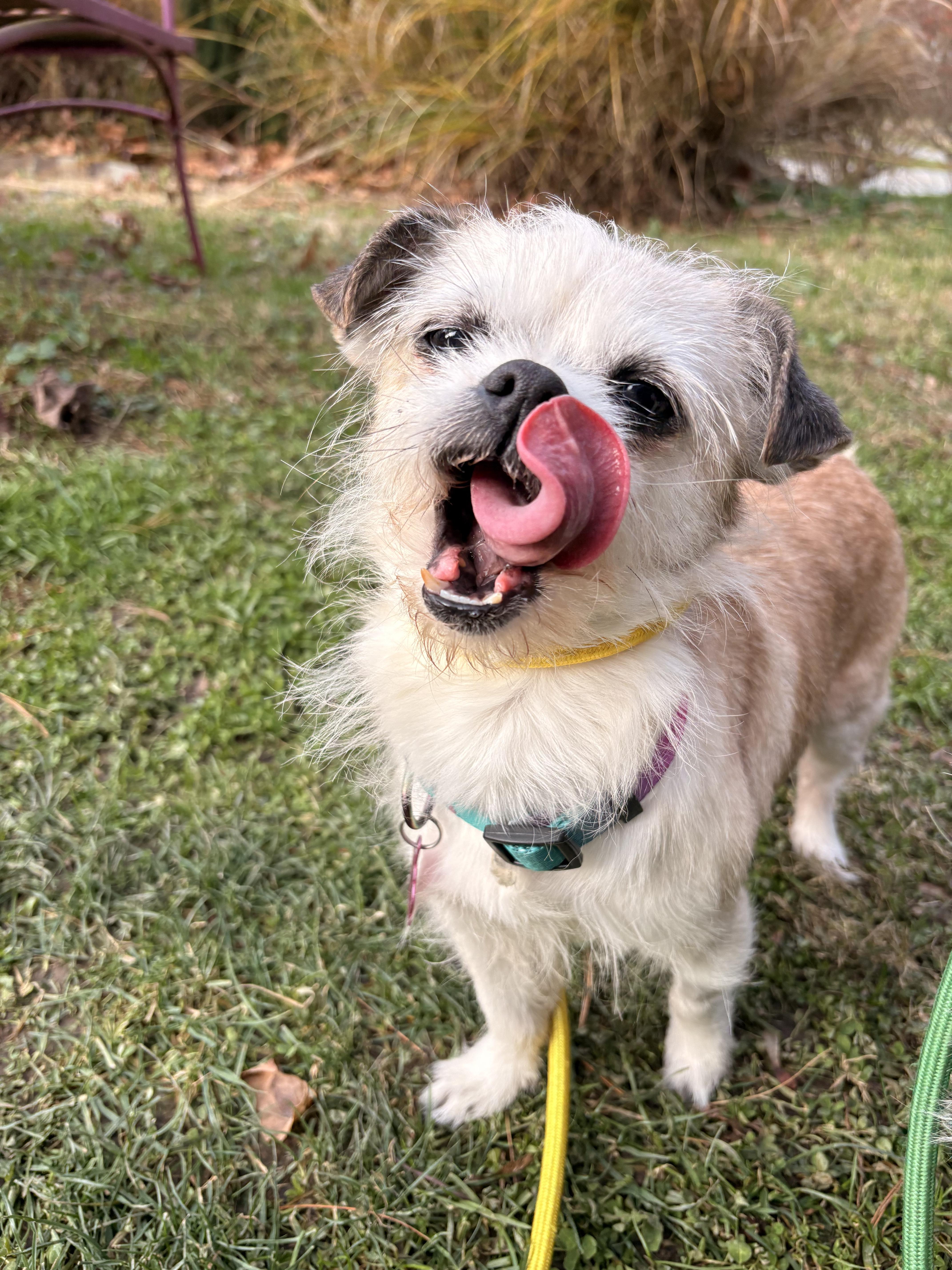 Pistachio, a ADOPTABLE mixed breed in White Oak, PA image 3/6