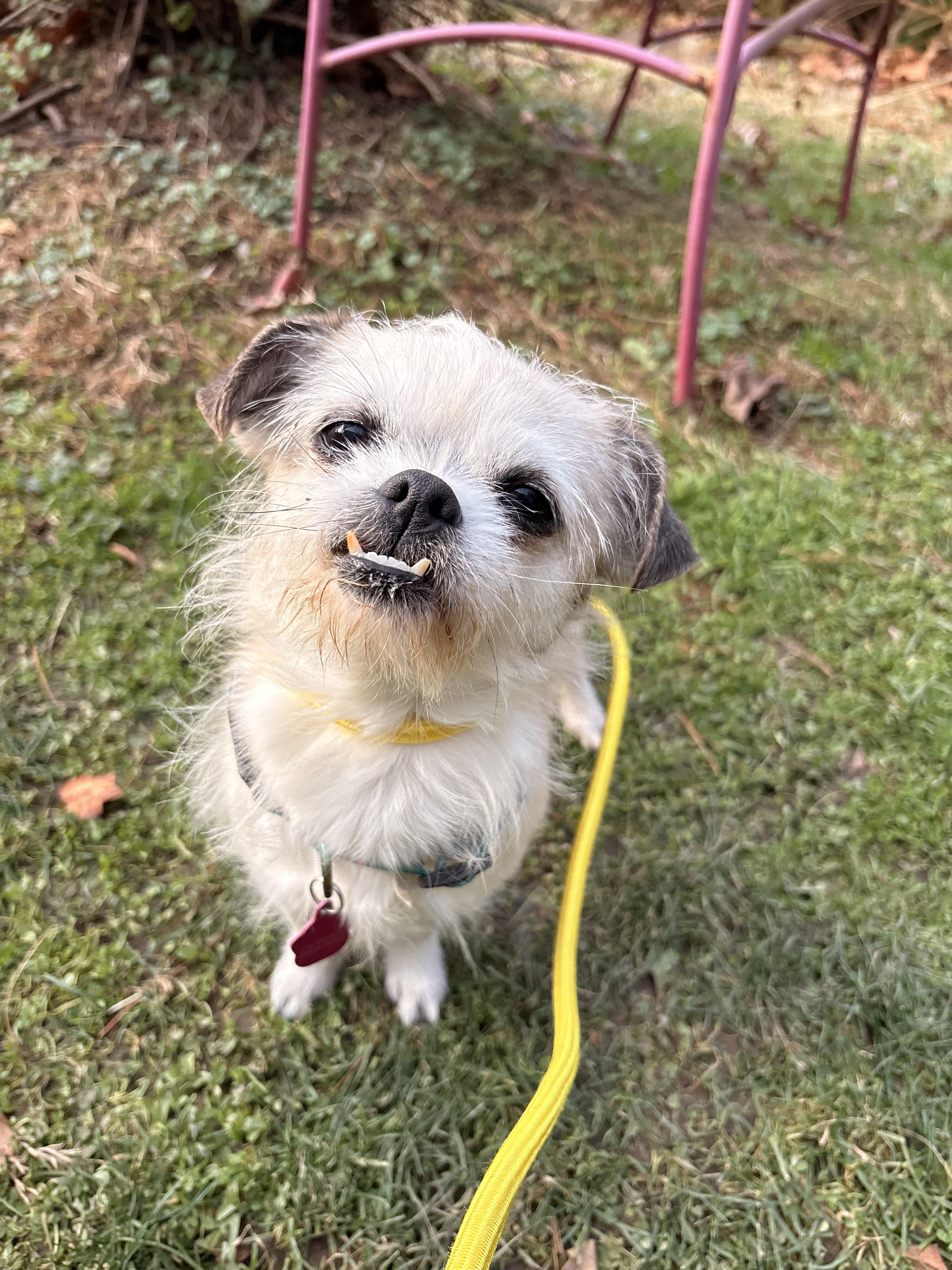 Pistachio, a ADOPTABLE mixed breed in White Oak, PA image 4/6