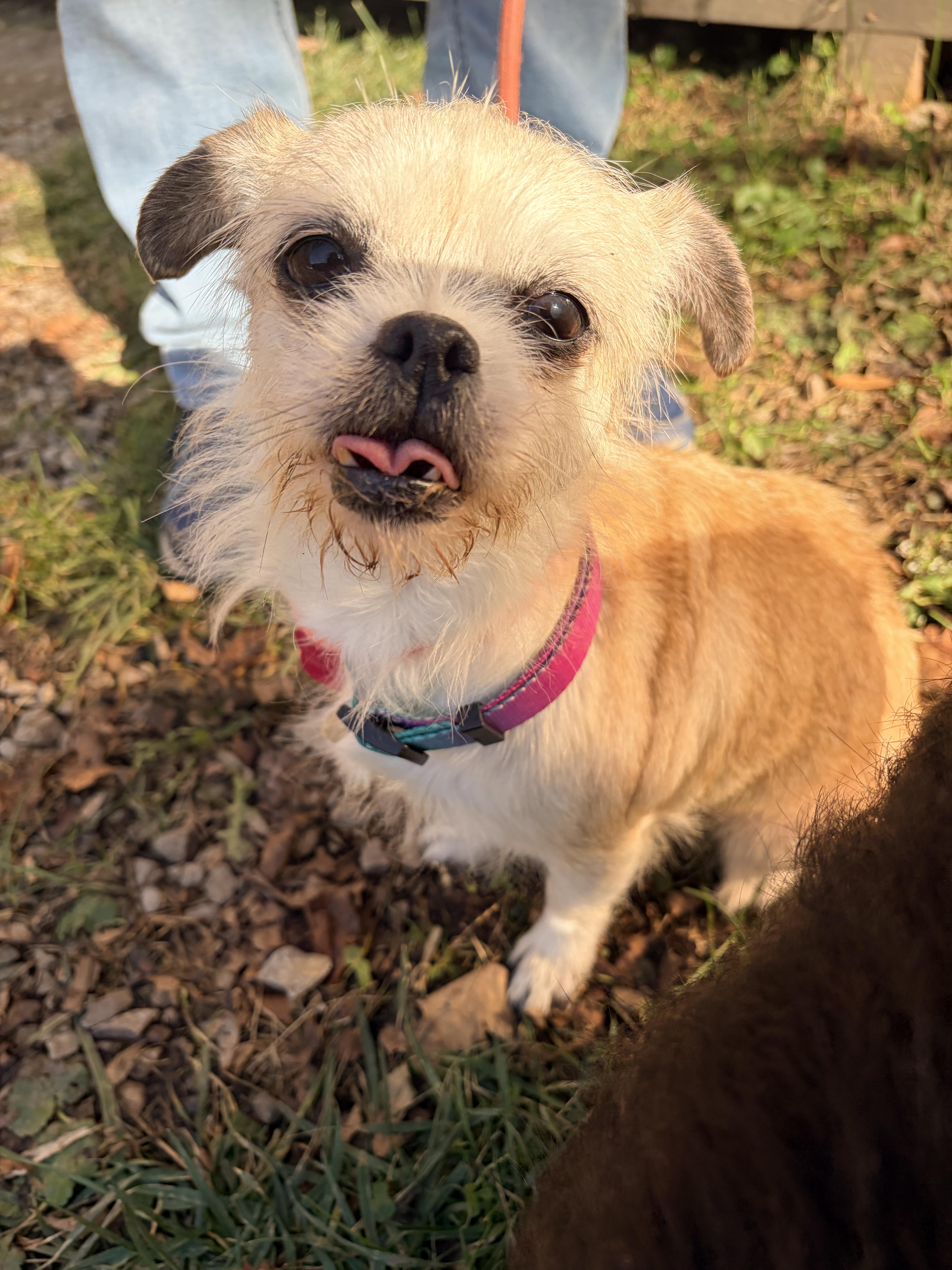 Pistachio, a ADOPTABLE mixed breed in White Oak, PA image 5/6