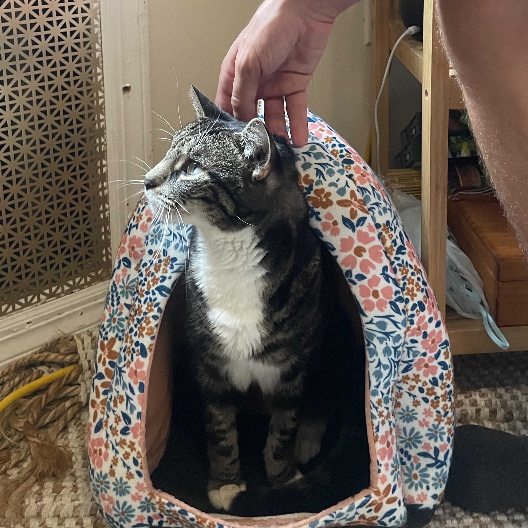 Bailey, Adoptable, Adult Female Tabby.